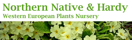 Northern Native Hardy Plants Nursery Brora