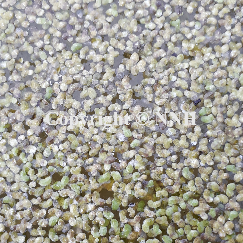 Common Duckweed Lemna Minor