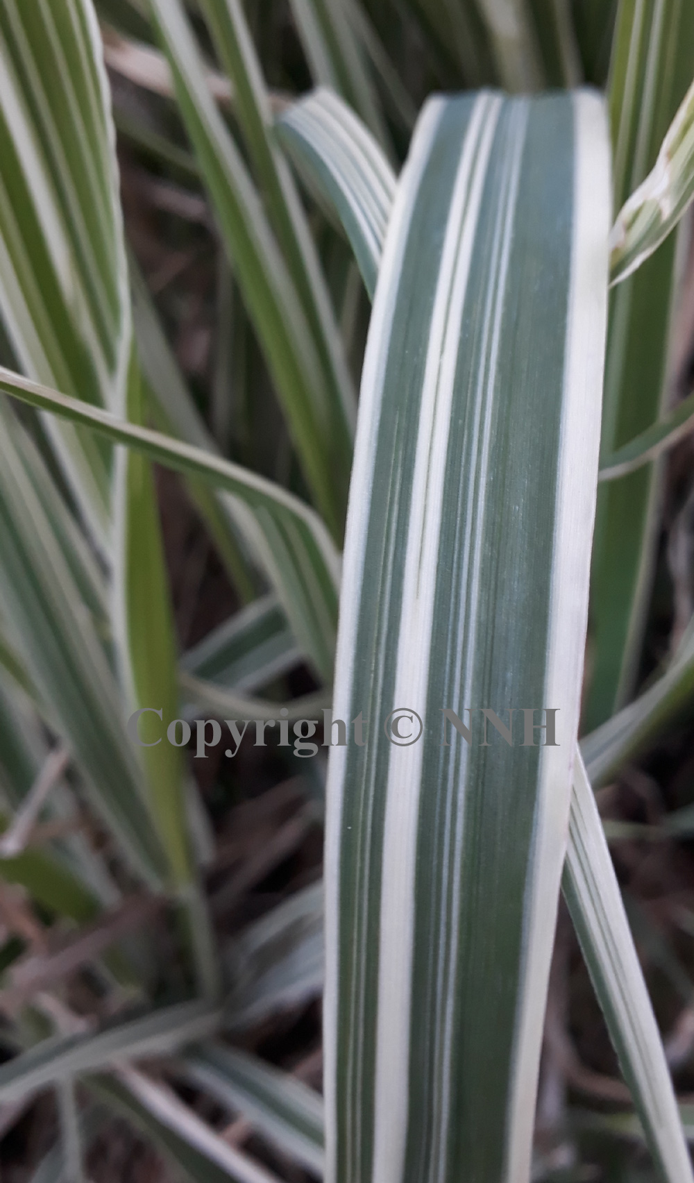 Ribbon Grass Phalaris arundinacea