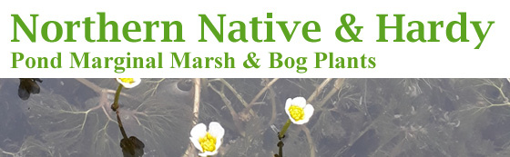 Buy Quality UK Native Pond Plants Online