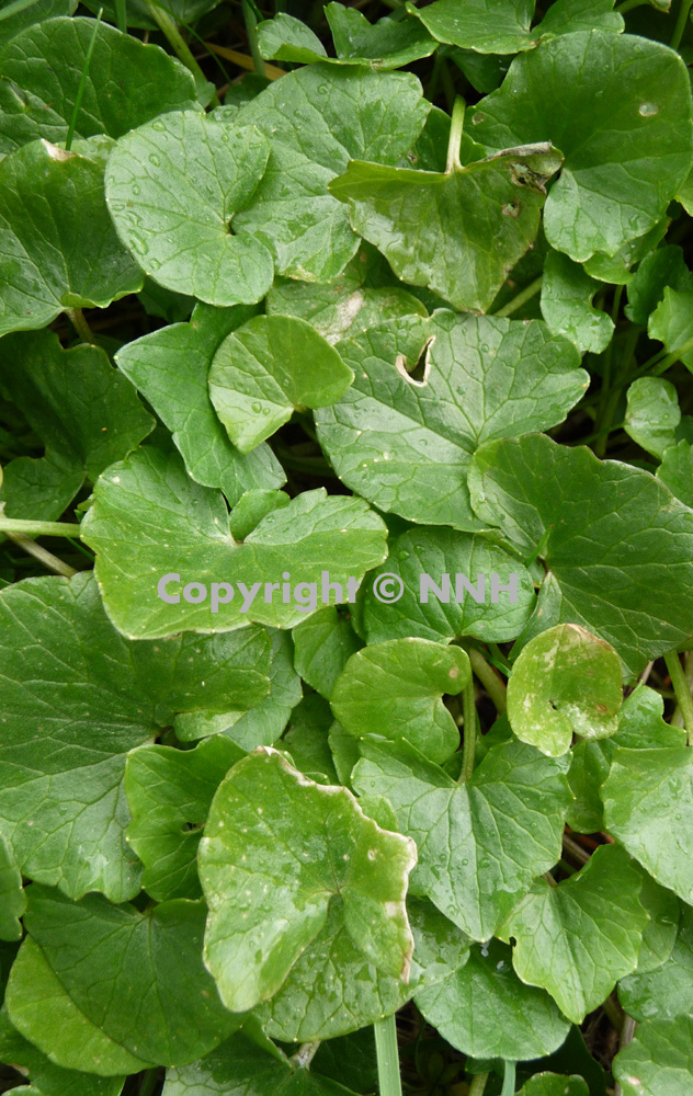 Lesser Celandine Pilewort Ficaria Verna
