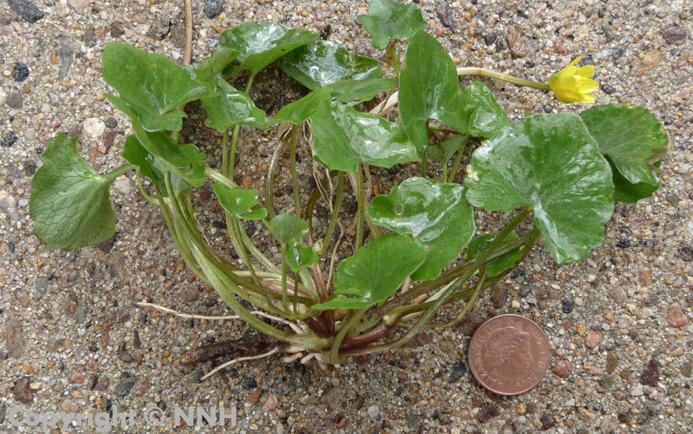 Lesser Celandine Pilewort Plant Size
