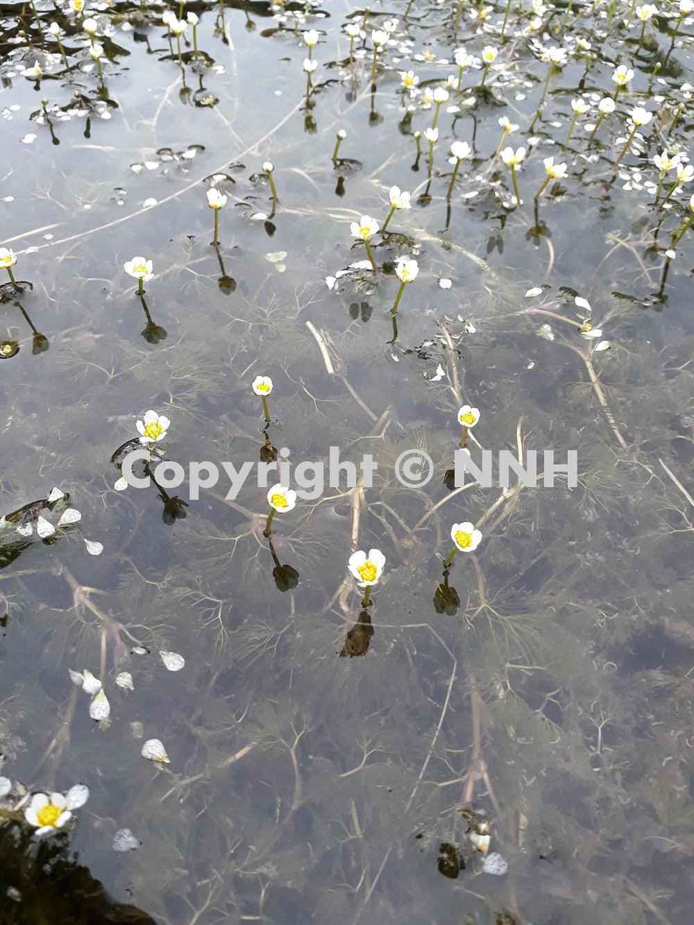Water Crowfoot in Flower